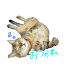 ころたぬ 2（個別スタンプ：3）
