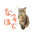 ころたぬ 2（個別スタンプ：5）