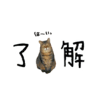 ころたぬ 2（個別スタンプ：6）