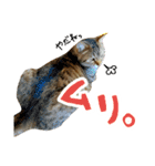ころたぬ 2（個別スタンプ：7）