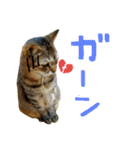 ころたぬ 2（個別スタンプ：8）