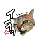 ころたぬ 2（個別スタンプ：10）