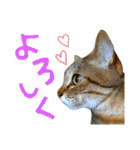 ころたぬ 2（個別スタンプ：11）