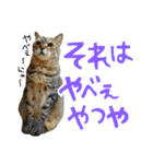 ころたぬ 2（個別スタンプ：14）