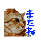 ころたぬ 2（個別スタンプ：18）