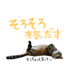 ころたぬ 2（個別スタンプ：19）