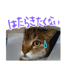 ころたぬ 2（個別スタンプ：20）