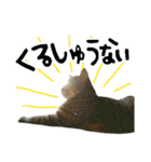 ころたぬ 2（個別スタンプ：21）