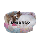 ぱぴよんさん（個別スタンプ：1）