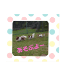 ぱぴよんさん（個別スタンプ：7）