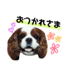 キャバリアのリキちゃん（個別スタンプ：3）