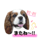 キャバリアのリキちゃん（個別スタンプ：4）
