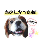 キャバリアのリキちゃん（個別スタンプ：5）