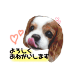 キャバリアのリキちゃん（個別スタンプ：8）