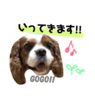 キャバリアのリキちゃん（個別スタンプ：9）