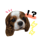 キャバリアのリキちゃん（個別スタンプ：15）