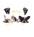フレンチブルドッグのおふたりさん（個別スタンプ：8）