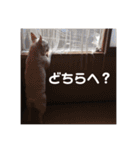 フレンチブルドッグのおふたりさん（個別スタンプ：12）