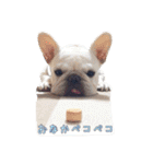 フレンチブルドッグのおふたりさん（個別スタンプ：19）