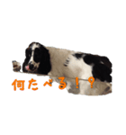 Trump 日常会話（個別スタンプ：5）