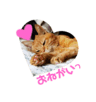 てっちゃんすたんぷ①（個別スタンプ：1）