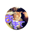 てっちゃんすたんぷ①（個別スタンプ：3）