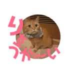 てっちゃんすたんぷ①（個別スタンプ：5）