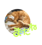 てっちゃんすたんぷ①（個別スタンプ：15）
