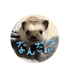 とげぴー（個別スタンプ：1）