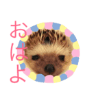 とげぴー（個別スタンプ：2）