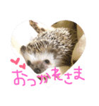 とげぴー（個別スタンプ：5）