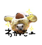 とげぴー（個別スタンプ：6）