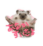 とげぴー（個別スタンプ：8）
