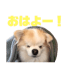 チワワのララさん（個別スタンプ：1）