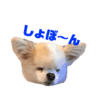 チワワのララさん（個別スタンプ：9）