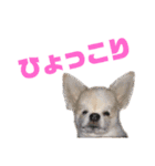 チワワのララさん（個別スタンプ：16）