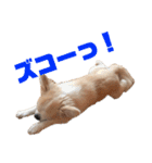 チワワのララさん（個別スタンプ：35）