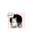 猫のキリコ（個別スタンプ：1）