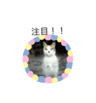 猫のキリコ（個別スタンプ：4）