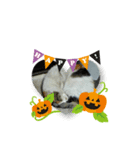 猫のキリコ（個別スタンプ：5）