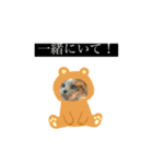 猫のキリコ（個別スタンプ：7）