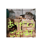 ハムスターの気持ち(リックハム)（個別スタンプ：8）