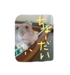 ハムスターの気持ち(リックハム)（個別スタンプ：10）