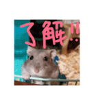 ハムスターの気持ち(リックハム)（個別スタンプ：13）