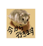 ハムスターの気持ち(リックハム)（個別スタンプ：14）