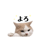 もこ太ときどきハム太郎。（個別スタンプ：16）