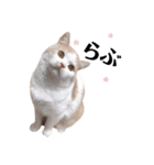 もこ太ときどきハム太郎。（個別スタンプ：35）