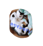 コタローの日常③（個別スタンプ：5）