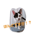 コタローの日常③（個別スタンプ：9）