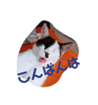 コタローの日常③（個別スタンプ：12）
